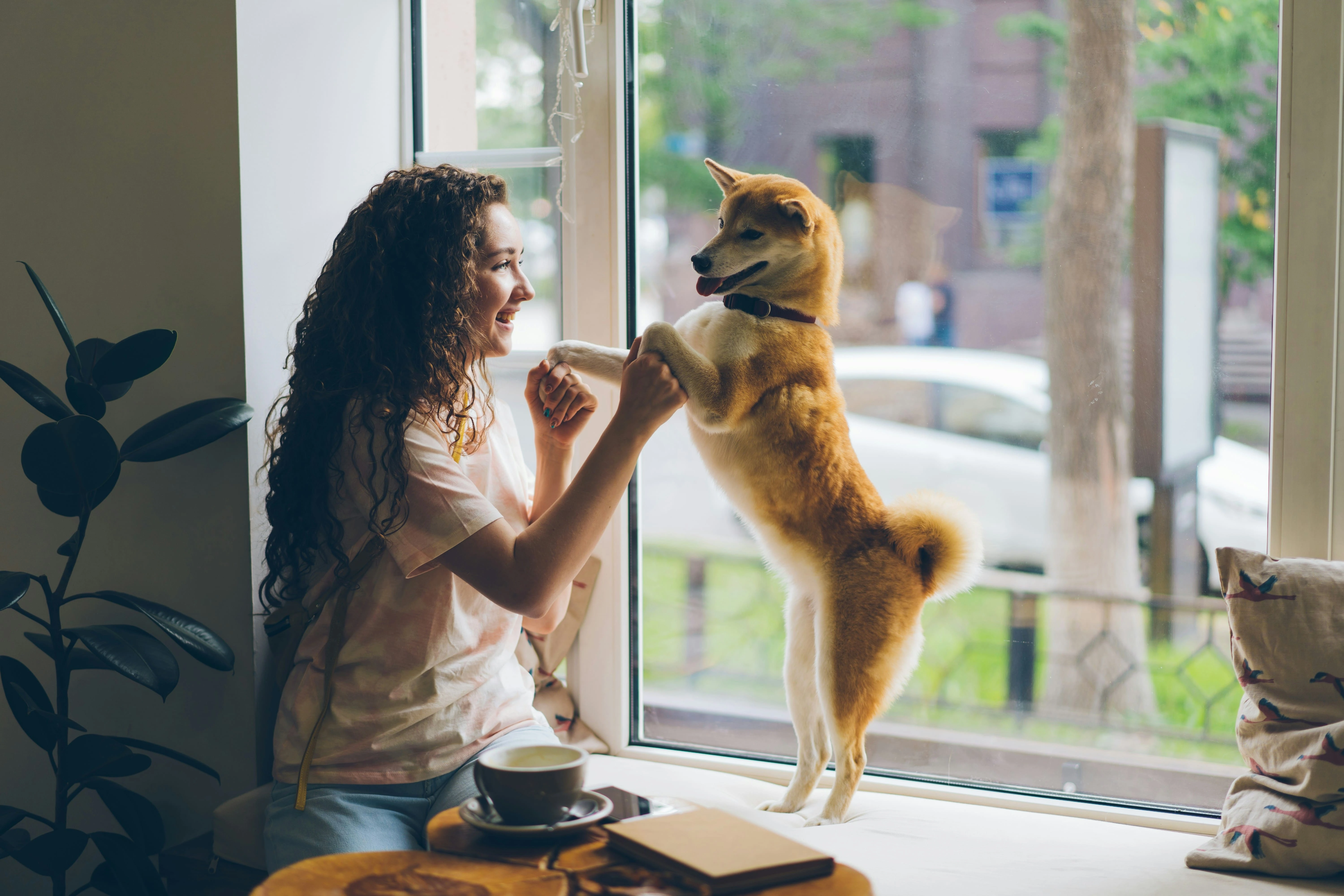Person gently petting a cat, demonstrating the empathetic care we provide to pets